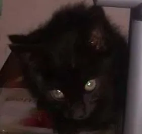 Gato raça  idade Abaixo de 2 meses nome sem nome