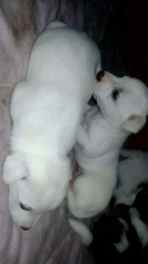 Cachorro ra a Vira latas idade Abaixo de 2 meses nome Cinco filhotes para