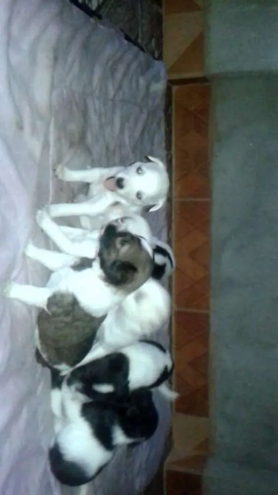 Cachorro ra a Vira latas idade Abaixo de 2 meses nome Cinco filhotes para