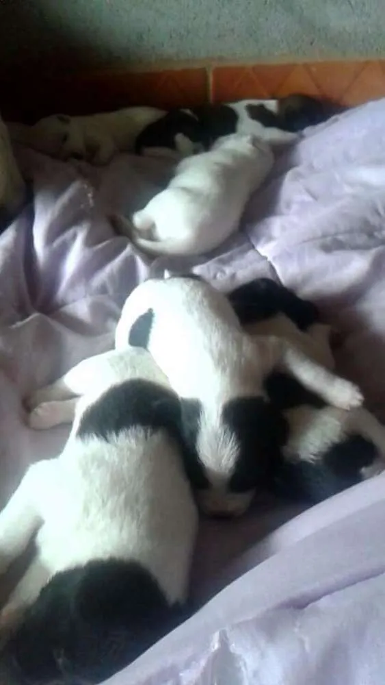 Cachorro ra a Vira latas idade Abaixo de 2 meses nome Cinco filhotes para