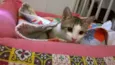 Brunella