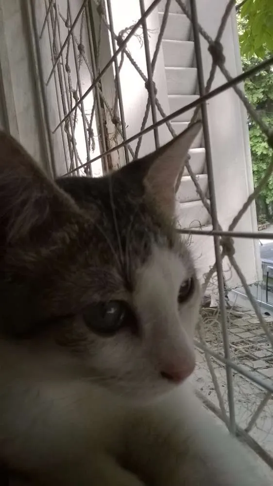 Gato ra a srd idade 2 a 6 meses nome Brunella