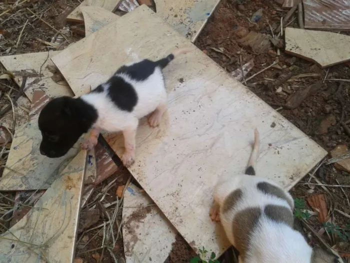 Cachorro ra a Vira-Lata idade Abaixo de 2 meses nome Sem Nome