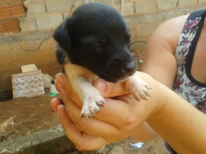Cachorro ra a Vira-Lata idade Abaixo de 2 meses nome Sem Nome