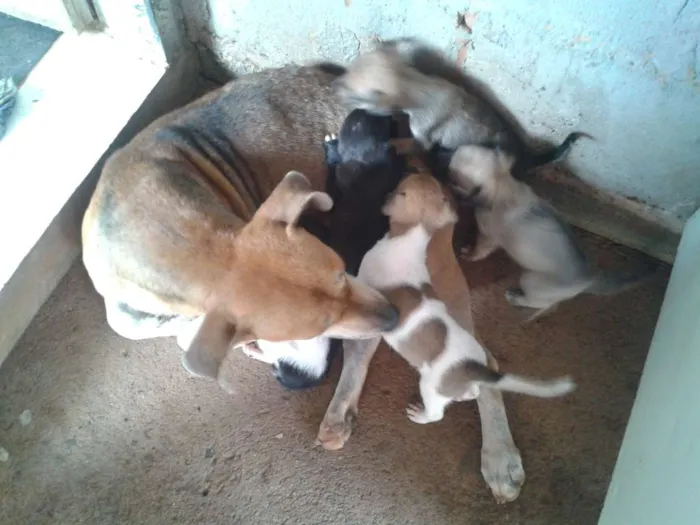 Cachorro ra a Vira-Lata idade Abaixo de 2 meses nome Sem Nome