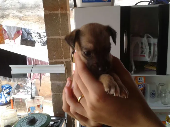 Cachorro ra a Vira-Lata idade Abaixo de 2 meses nome Sem Nome