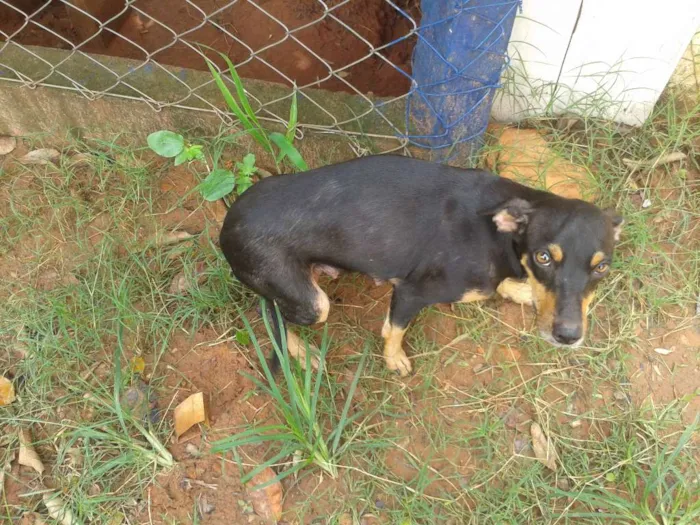 Cachorro ra a Vira-Lata idade Abaixo de 2 meses nome Sem Nome