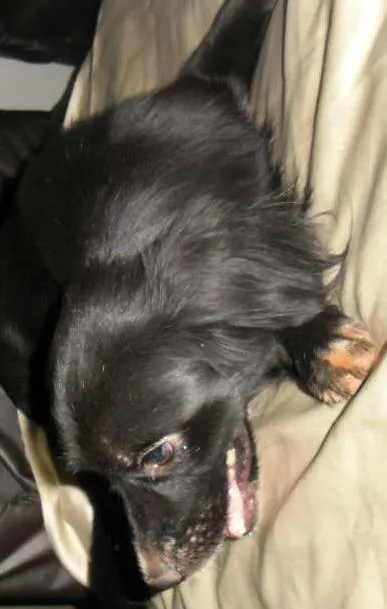 Cachorro ra a  idade 1 ano nome BOBI