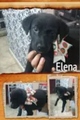 Elena