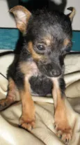 Fritz