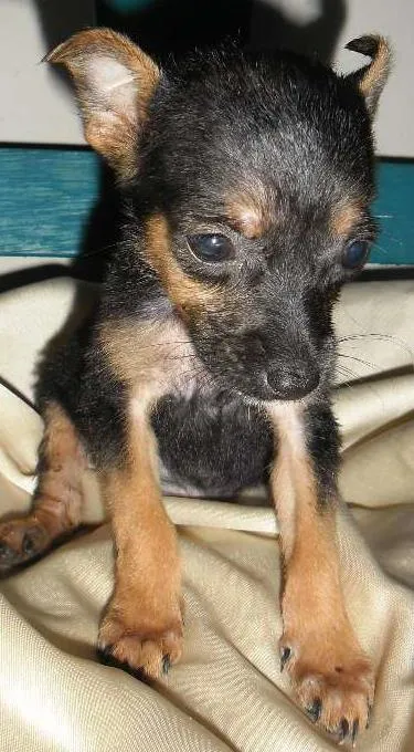 Cachorro ra a Pinscher 2 idade 2 a 6 meses nome Fritz