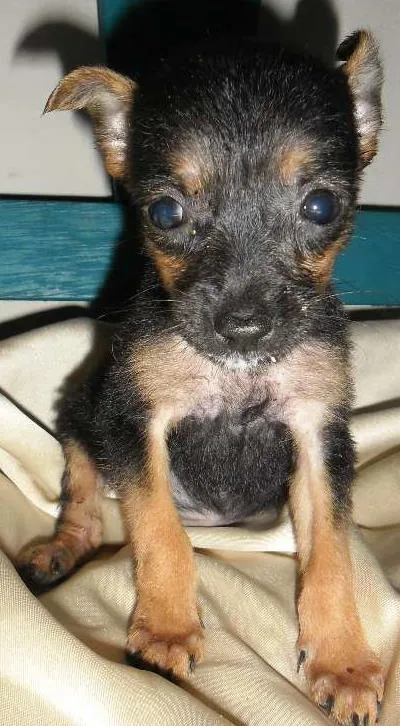 Cachorro ra a Pinscher 2 idade 2 a 6 meses nome Fritz