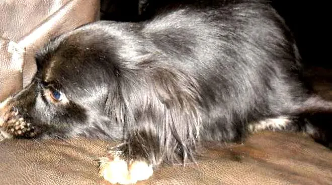Cachorro ra a  idade 1 ano nome BOBI