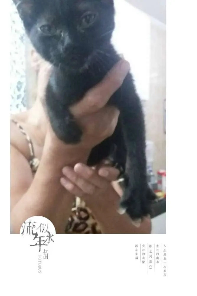 Gato ra a SRD idade 2 a 6 meses nome Nell