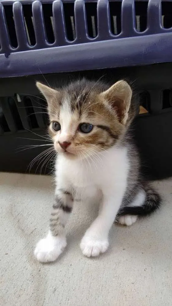Gato ra a  idade 2 a 6 meses nome não tem