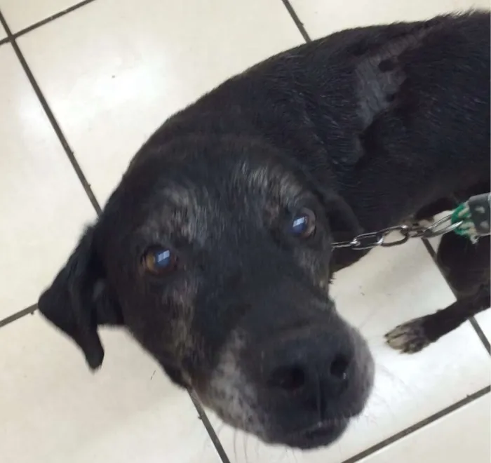 Cachorro raça SRD idade 6 ou mais anos nome Dona Benta