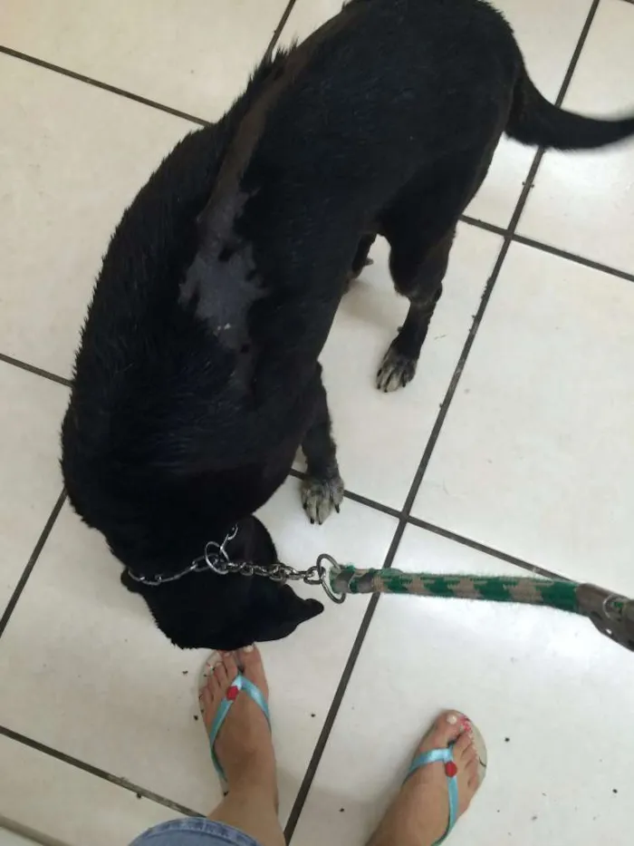 Cachorro raça SRD idade 6 ou mais anos nome Dona Benta
