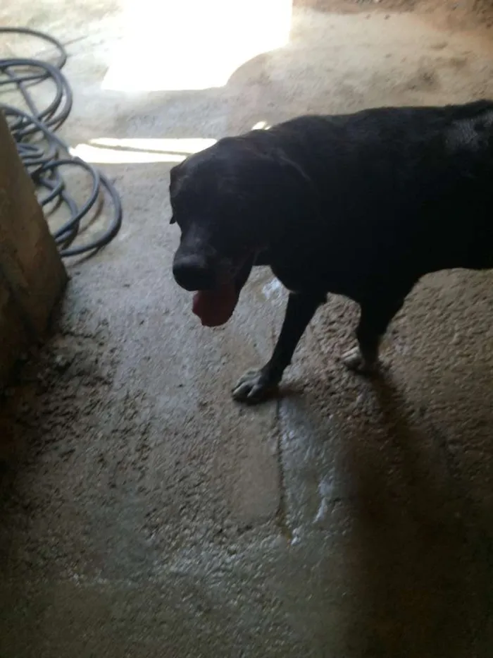 Cachorro raça SRD idade 6 ou mais anos nome Dona Benta