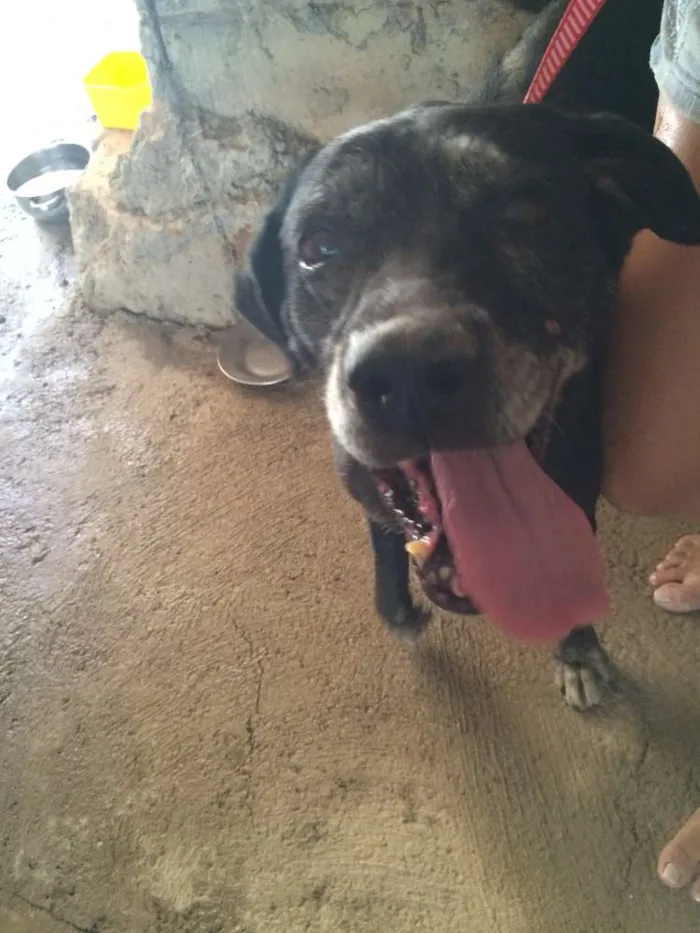 Cachorro raça SRD idade 6 ou mais anos nome Dona Benta