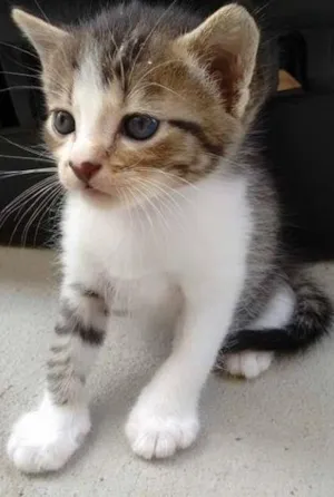 Gato raça  idade 2 a 6 meses nome não tem