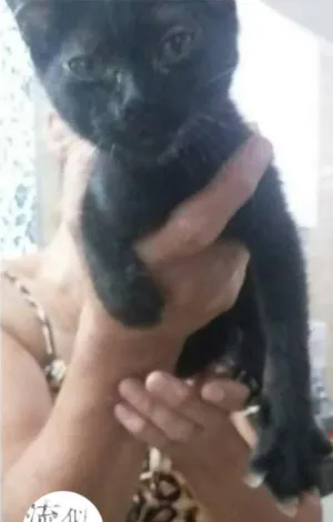 Gato raça SRD idade 2 a 6 meses nome Nell