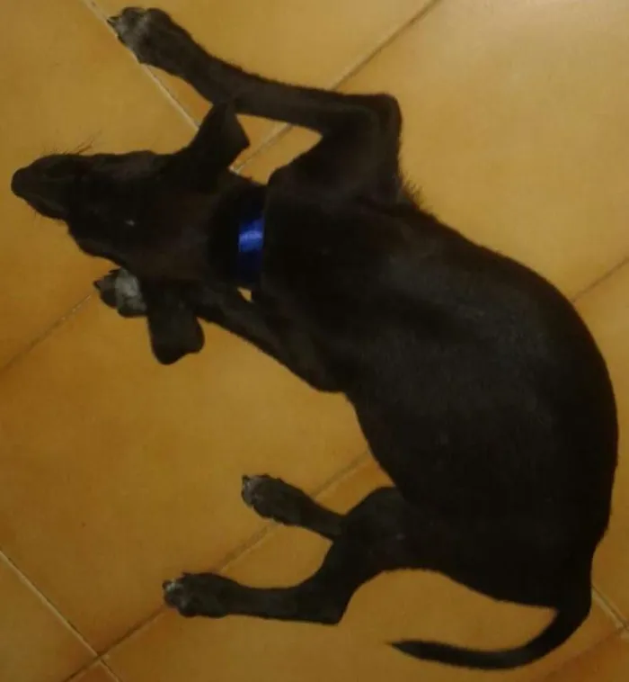 Cachorro ra a SRD idade 2 a 6 meses nome Thor