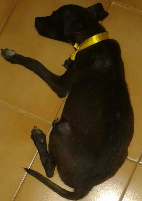 Cachorro ra a SRD idade 2 a 6 meses nome mike