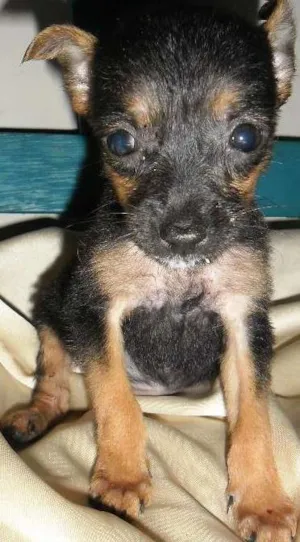 Cachorro raça Pinscher 2 idade 2 a 6 meses nome Fritz