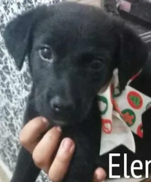 Cachorro raça SRD idade 2 a 6 meses nome Elena
