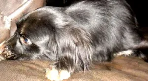 Cachorro raça  idade 1 ano nome BOBI