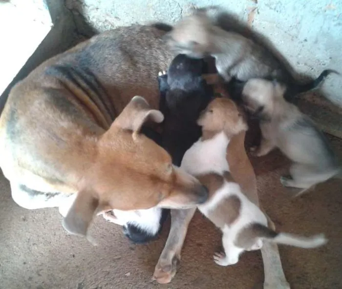 Cachorro ra a Vira-Lata idade Abaixo de 2 meses nome Sem Nome