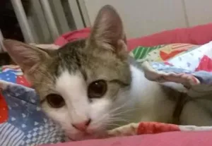 Gato raça srd idade 2 a 6 meses nome Brunella
