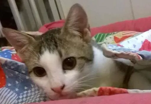 Gato ra a srd idade 2 a 6 meses nome Brunella