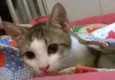 Brunella