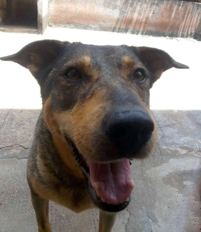 Cachorro raça RND idade 5 anos nome Moti