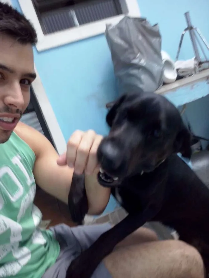Cachorro ra a Labrador idade 2 anos nome Mike