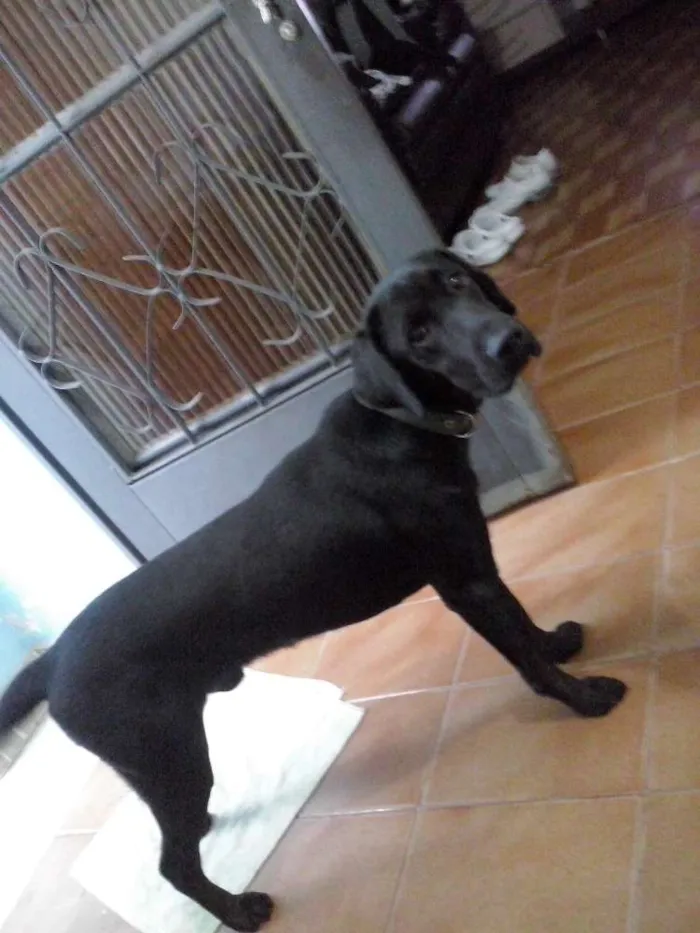Cachorro ra a Labrador idade 2 anos nome Mike