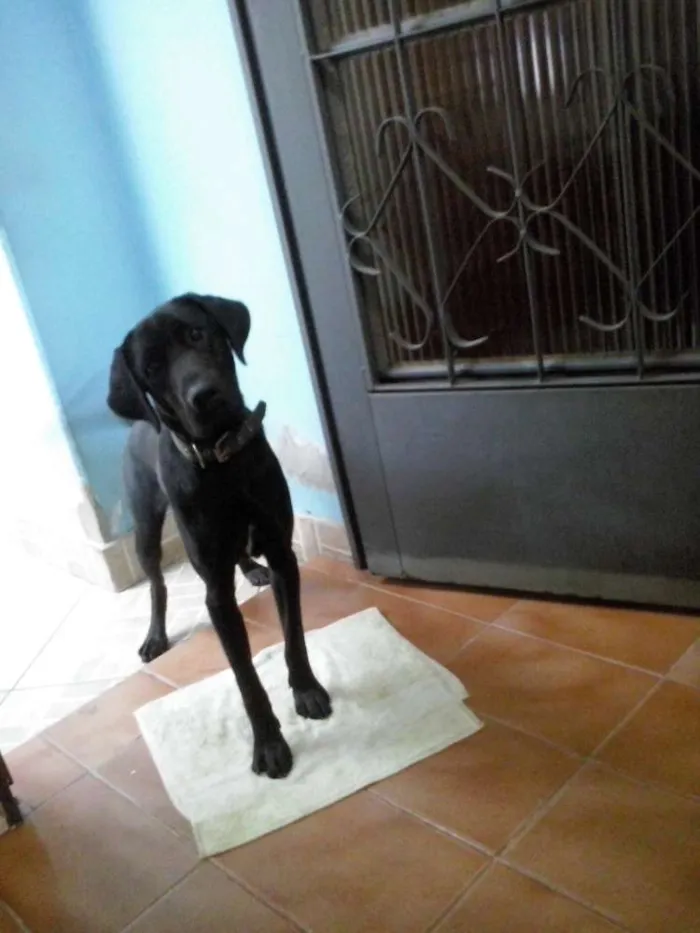 Cachorro ra a Labrador idade 2 anos nome Mike