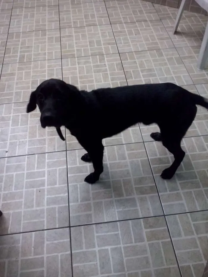 Cachorro ra a Labrador idade 2 anos nome Mike