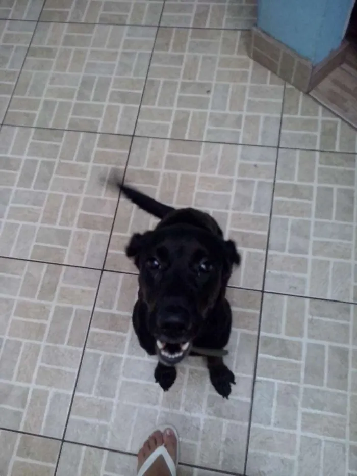 Cachorro ra a Labrador idade 2 anos nome Mike