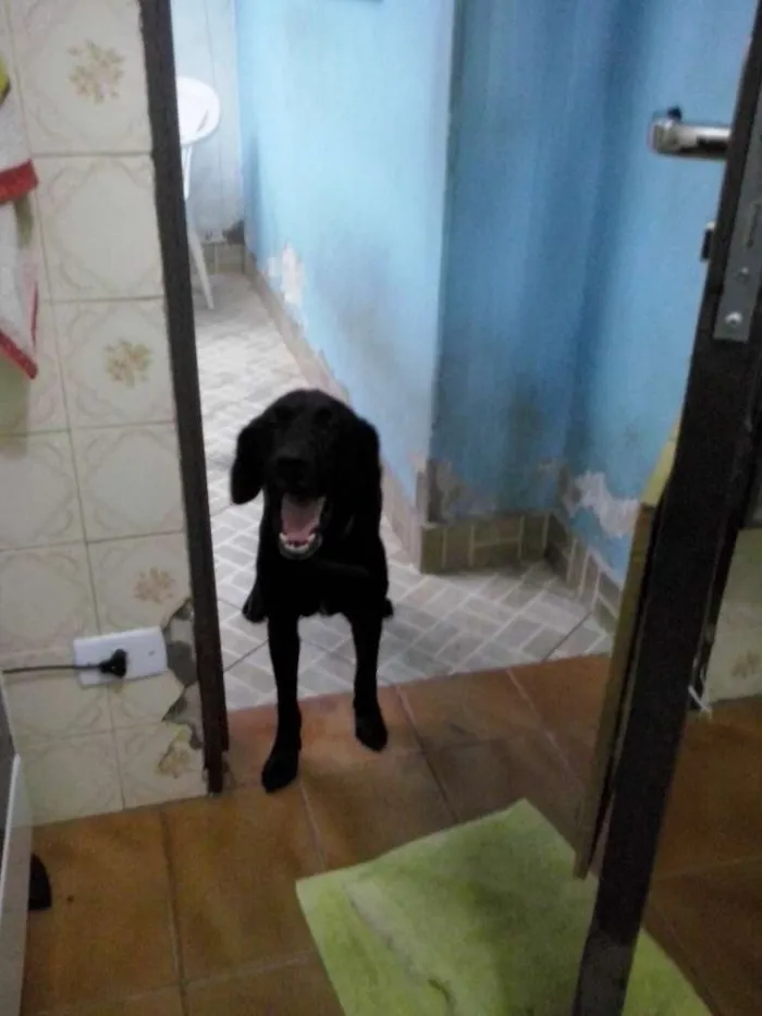 Cachorro ra a Labrador idade 2 anos nome Mike