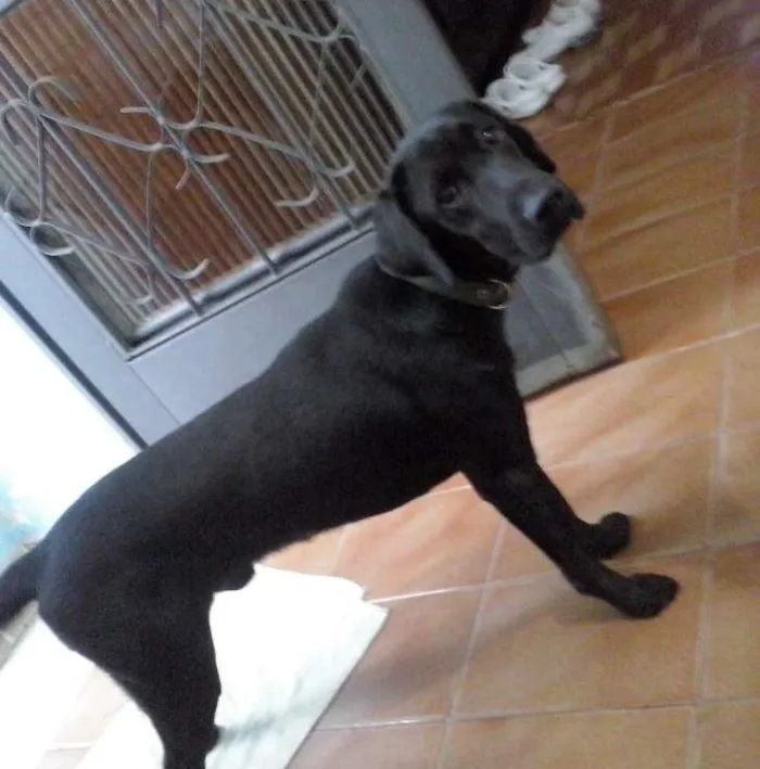 Cachorro ra a Labrador idade 2 anos nome Mike