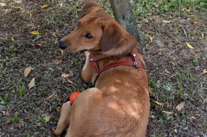 Cachorro ra a Srd idade 1 ano nome Rodrigo