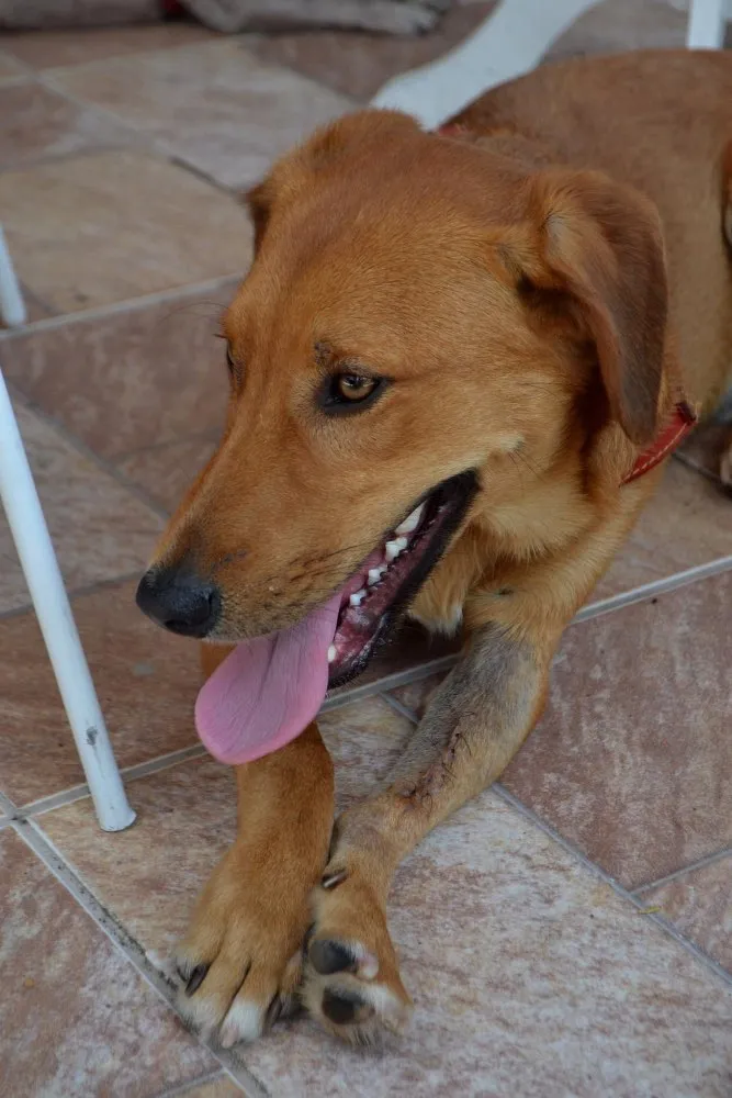 Cachorro ra a Srd idade 1 ano nome Rodrigo