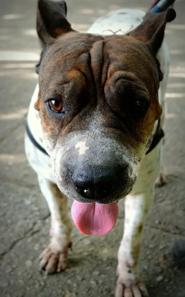 Cachorro ra a Srd idade 5 anos nome José