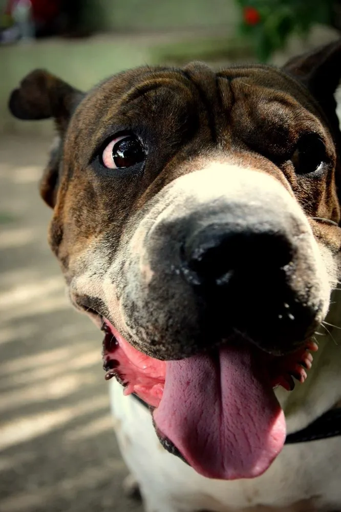 Cachorro ra a Srd idade 5 anos nome José