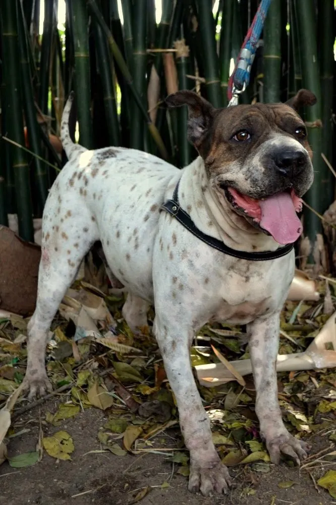 Cachorro ra a Srd idade 5 anos nome José