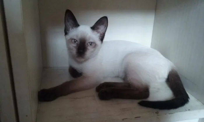Gato ra a Srd idade 2 a 6 meses nome Ritinha