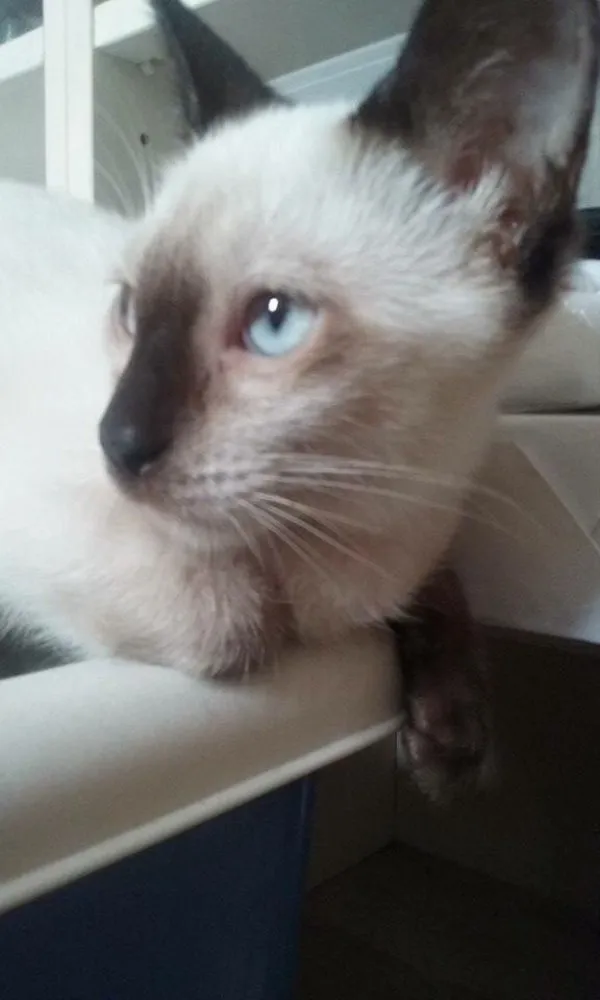 Gato ra a Srd idade 2 a 6 meses nome Ritinha