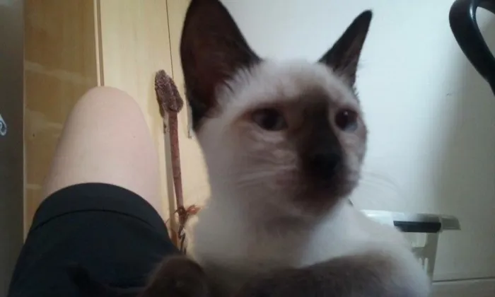 Gato ra a Srd idade 2 a 6 meses nome Ritinha